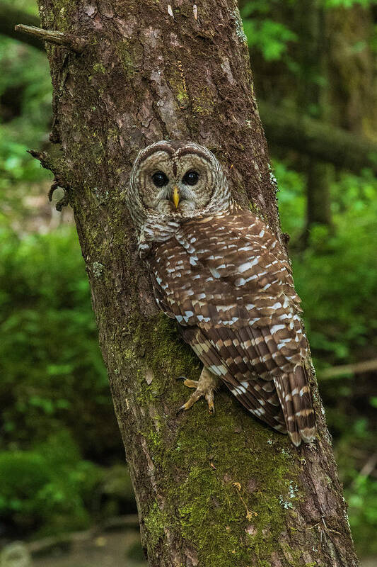 Great Smoky Mountains National Park Art Print featuring the photograph Barred Owl 1 by Melissa Southern