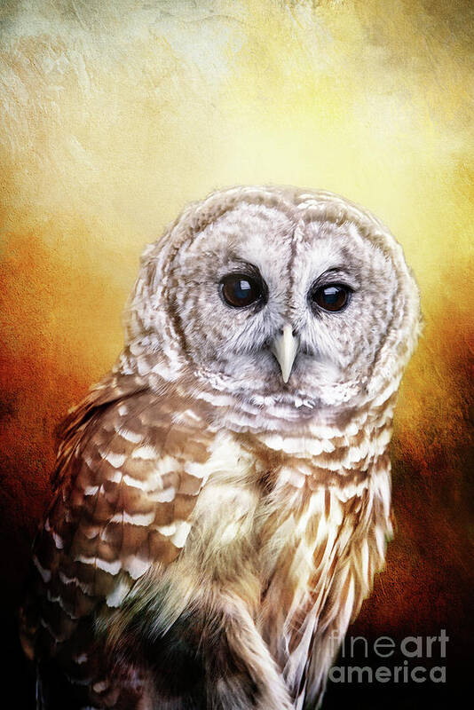 Barred Owl Art Print featuring the photograph Barred Owl Portrait by Ed Taylor
