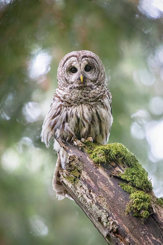 Barred Owl Art Print featuring the photograph Barred Owl Stare by Michael Rauwolf