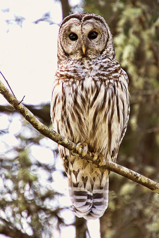 Barred Owl Art Print featuring the photograph Barred Owl Stare by Peggy Collins