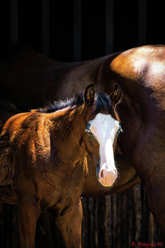 Horse Art Print featuring the photograph Bay Colt by Rene Vasquez