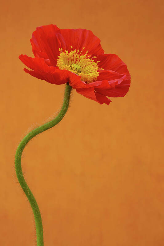 Poppy Art Print featuring the photograph Beautiful and Vibrant Poppy by Tina Horne