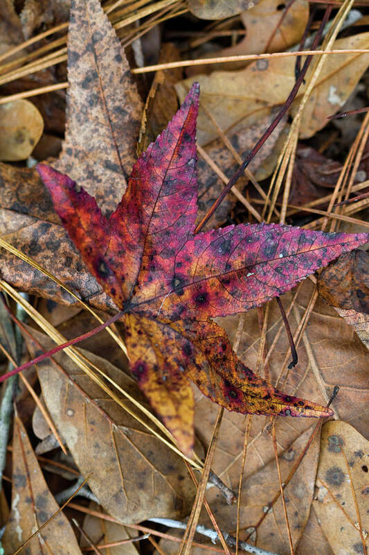 Leaf Art Print featuring the photograph Beautiful Leaf Litter by Kathy Clark