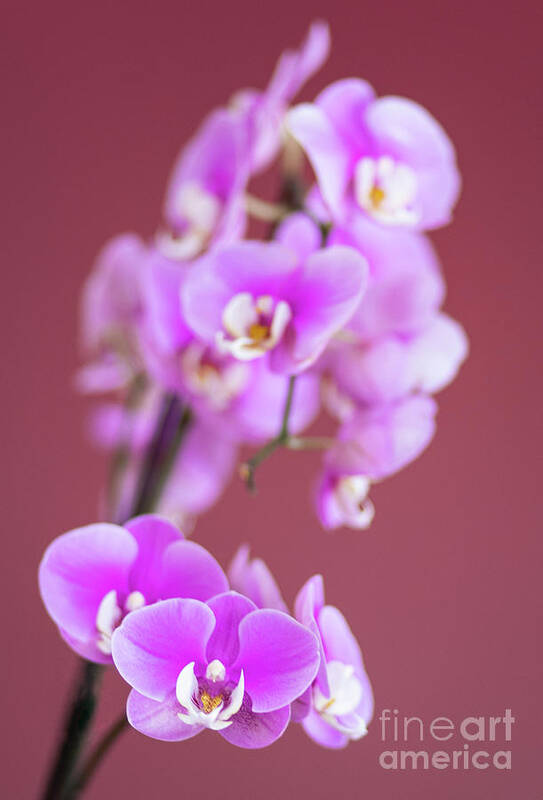 Wayne Moran Photography Art Print featuring the photograph Beautiful Orchids of Minnesota by Wayne Moran