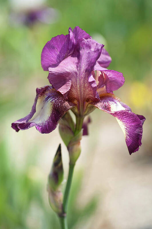 Jenny Rainbow Fine Art Photography Art Print featuring the photograph Beauty Of Irises. Raspberry Ribbon by Jenny Rainbow