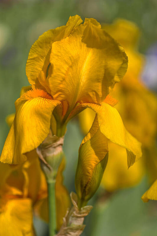 Jenny Rainbow Fine Art Photography Art Print featuring the photograph Beauty Of Irises. Zlatokop by Jenny Rainbow