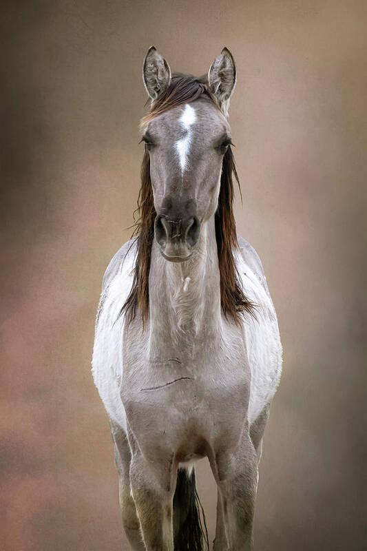 Wild Horse Art Print featuring the photograph Bella by Mary Hone