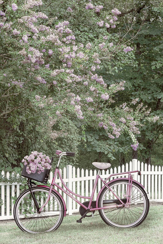 Carolina Art Print featuring the photograph Bicycle by the Farmhouse Garden Fence by Debra and Dave Vanderlaan