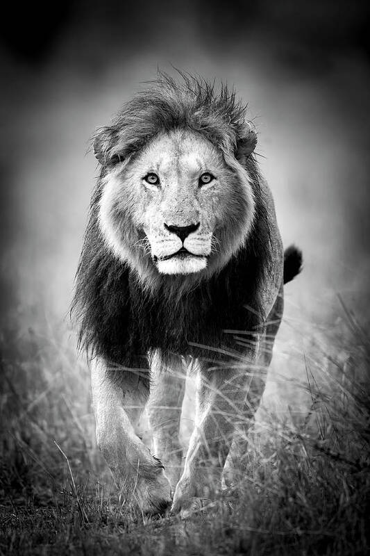 Lion Art Print featuring the photograph Big Cats of Africa - Lion, Maasai Mara Kenya by Stu Porter