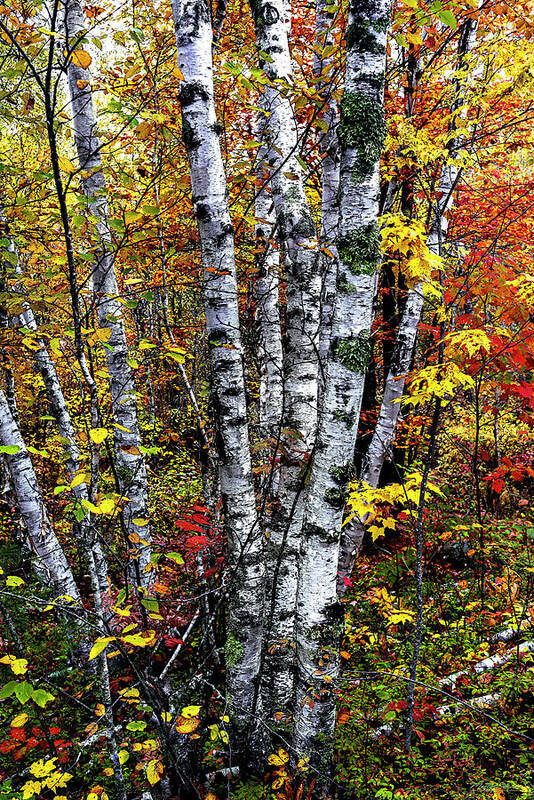 Birches And Autumn Color Decor Art Print featuring the photograph Birches and Autumn Color by Marty Saccone
