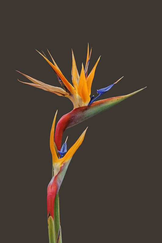 Flowers Art Print featuring the photograph Bird of Paradise - Flower - Transparent by Nikolyn McDonald