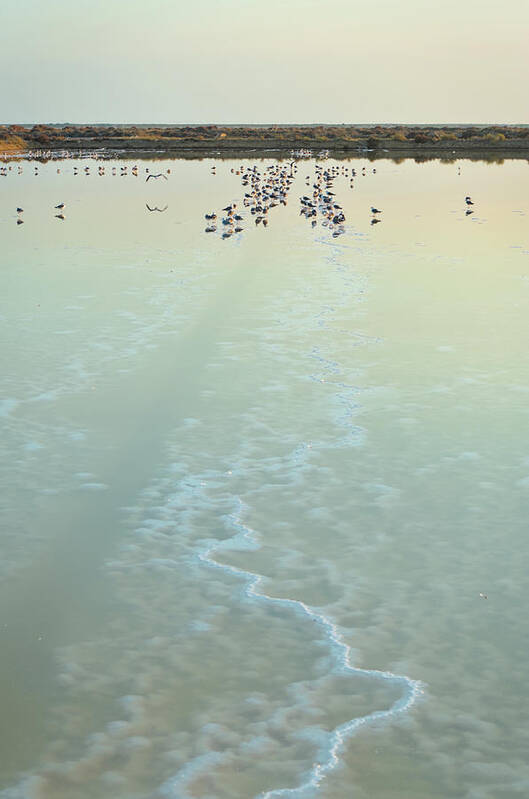 Salt Evaporation Ponds Art Print featuring the photograph Birds in Ria Formosa Evaporation Pond. Faro by Angelo DeVal