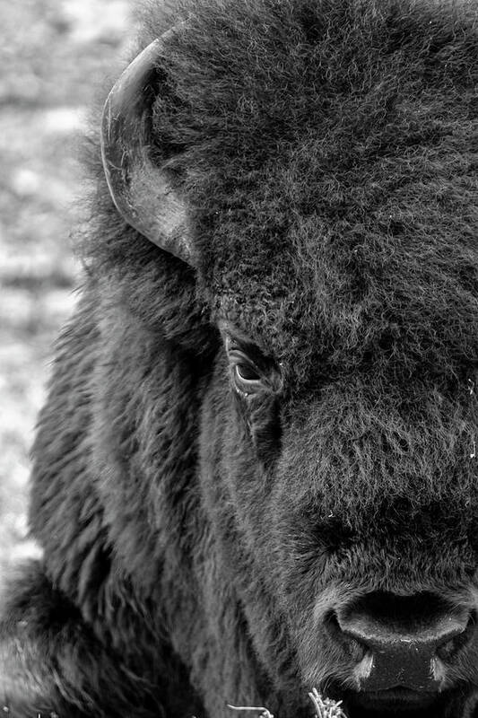 Bison Art Print featuring the photograph Bison by Holly Ross
