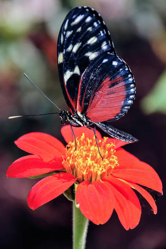Black Art Print featuring the photograph Black and Red Butterfly on Red Flower by WAZgriffin Digital