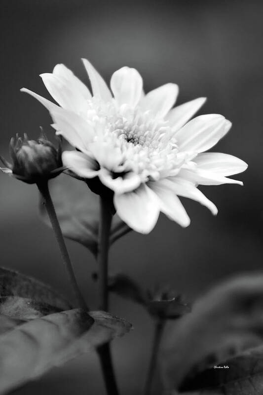 Flower Art Print featuring the photograph Black and White Coreopsis Flower by Christina Rollo