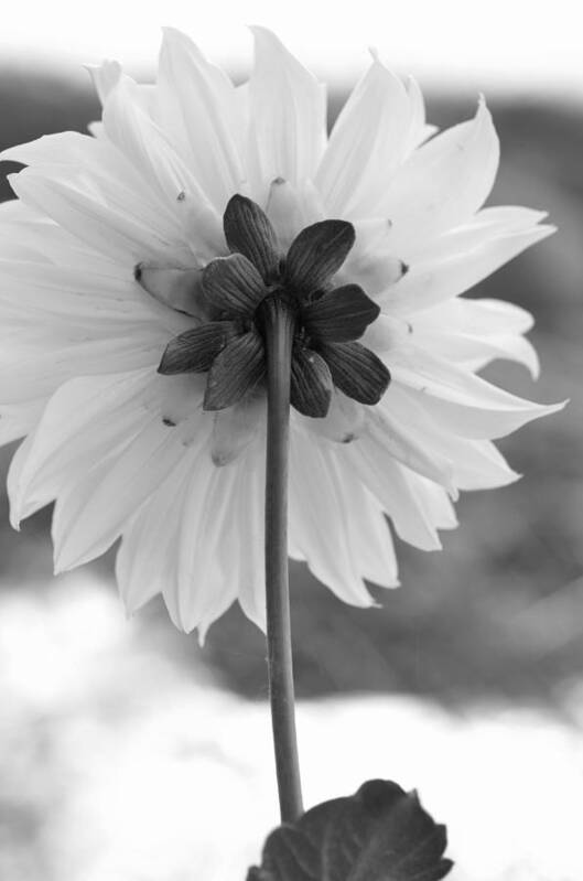 Flower Art Print featuring the photograph Black and White Dahlia 2 by Amy Fose