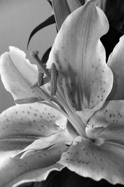 Lily Art Print featuring the photograph Black and White Lily 1 by Amy Fose