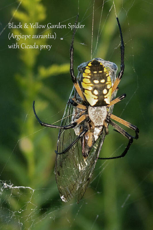 Nature Art Print featuring the photograph Black and Yellow Garden Spider with Cicada Prey by Mark Berman