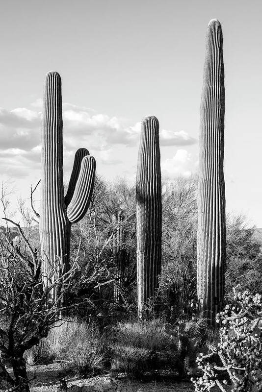 Arizona Art Print featuring the photograph Black Arizona Series - Four Cactus by Philippe HUGONNARD