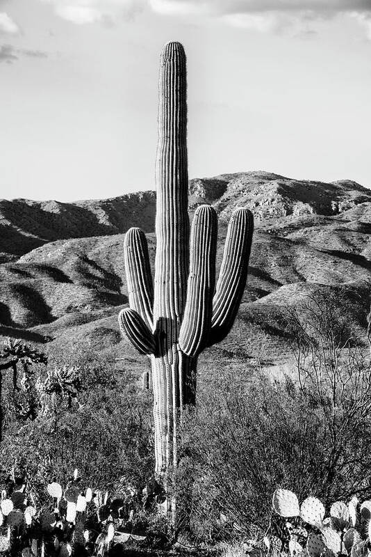 Arizona Art Print featuring the photograph Black Arizona Series - Giant Cactus II by Philippe HUGONNARD