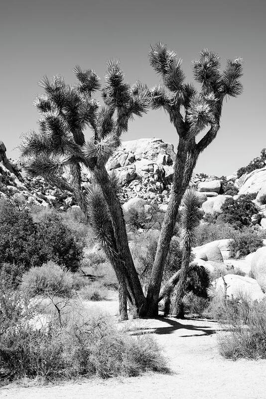 Arizona Art Print featuring the photograph Black Arizona Series - Joshua Tree by Philippe HUGONNARD