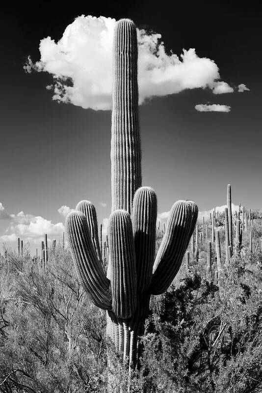 Arizona Art Print featuring the photograph Black Arizona Series - The Saguaro Cactus by Philippe HUGONNARD