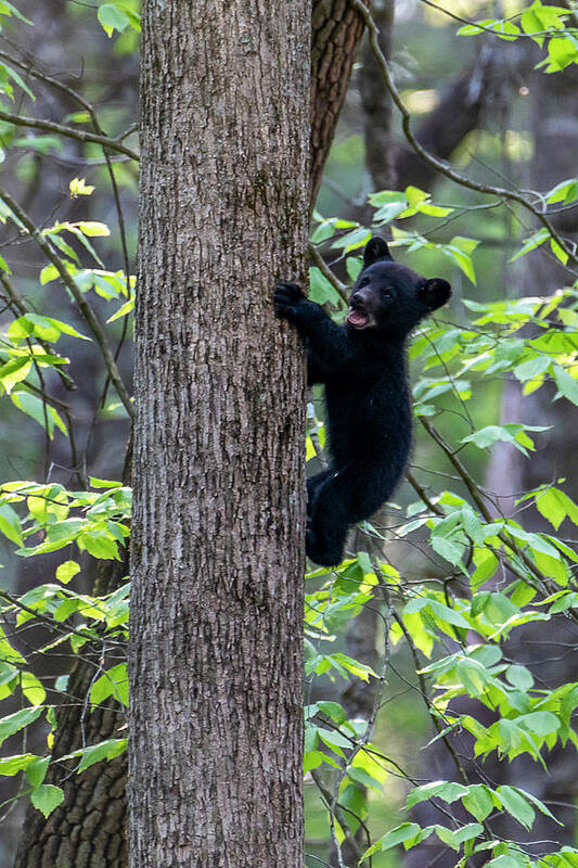 Black Bear Cub Art Print featuring the photograph Black bear cub mouth open climbing up tree trunk by Dan Friend