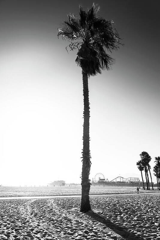 Palm Trees Art Print featuring the photograph Black California Series - Santa Monica Palm Tree by Philippe HUGONNARD