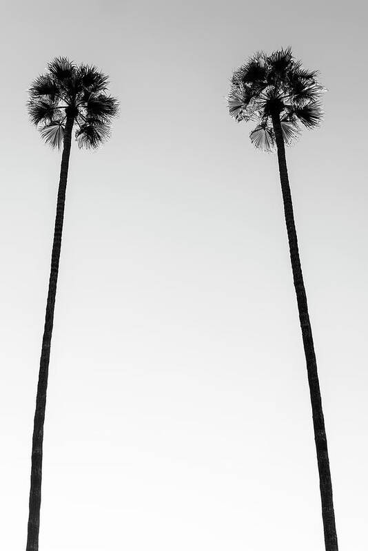 Palm Trees Art Print featuring the photograph Black California Series - Two Palm Trees by Philippe HUGONNARD