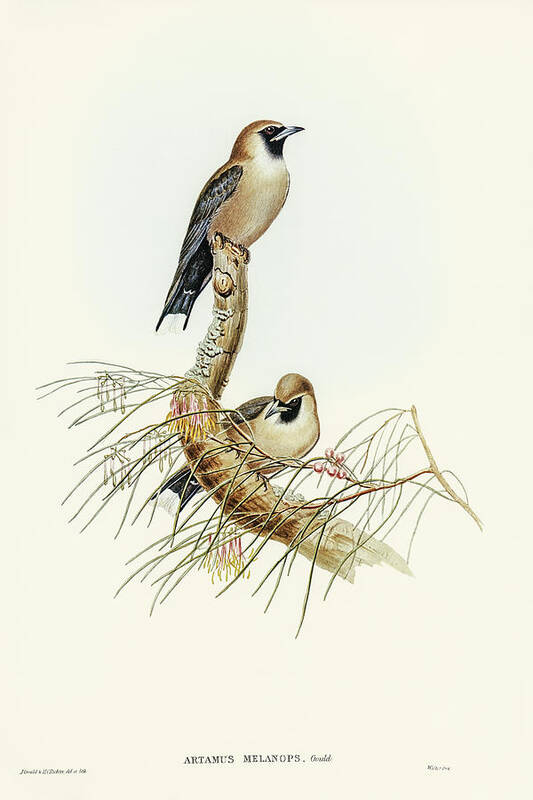 Black-faced Wood-swallow Art Print featuring the drawing Black-faced Wood-Swallow, Artamus melanops by John Gould