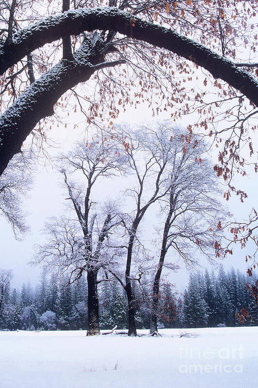 Dave Welling Art Print featuring the photograph Black Oaks In Winter Yosemite by Dave Welling