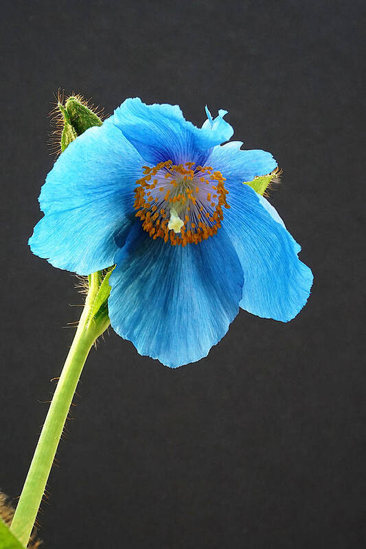 Richard Reeve Art Print featuring the photograph Blue Poppy by Richard Reeve
