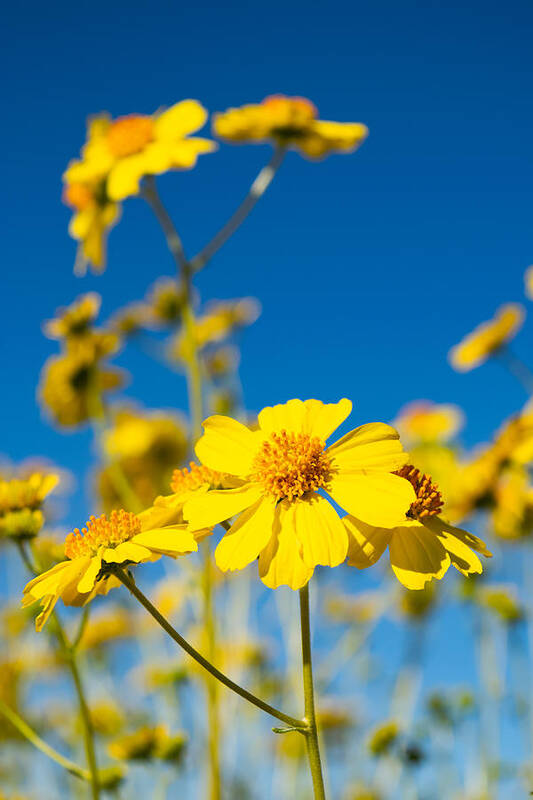 Flower Art Print featuring the photograph Blue Sky and Brittlebush by Bonny Puckett