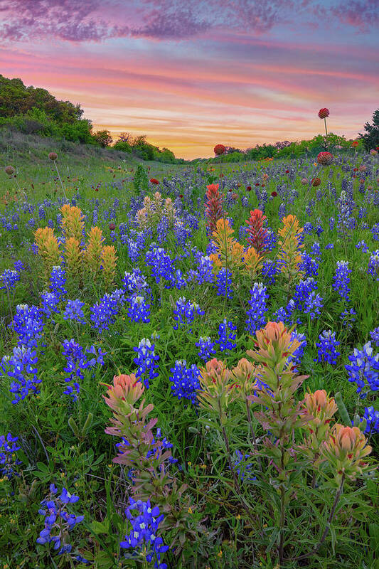 Bluebonnets Art Print featuring the photograph Bluebonnets and Prairie Paintbrush 4071 by Rob Greebon