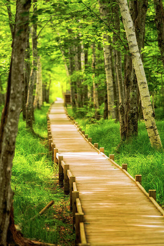 Acadia Art Print featuring the photograph Boardwalk in the Forest by Jeff Sinon