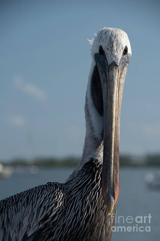 Portrait Art Print featuring the digital art Bob The Pelican Color Animal / Coastal Bird Wildlife Photograph by PIPA Fine Art - Simply Solid