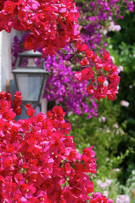 Beautiful Art Print featuring the photograph Bougainvillea in bloom and lantern by Jean-Luc Farges