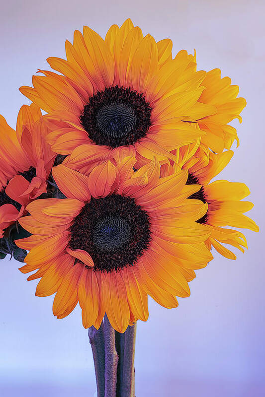 Petals Art Print featuring the photograph Bright and Beautiful Sunflowers 5 by Lindsay Thomson