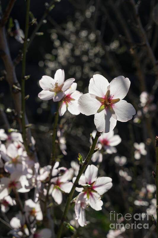 White Flower Art Print featuring the photograph Bright white almond blossoms in the Mediterranean sunlight by Adriana Mueller