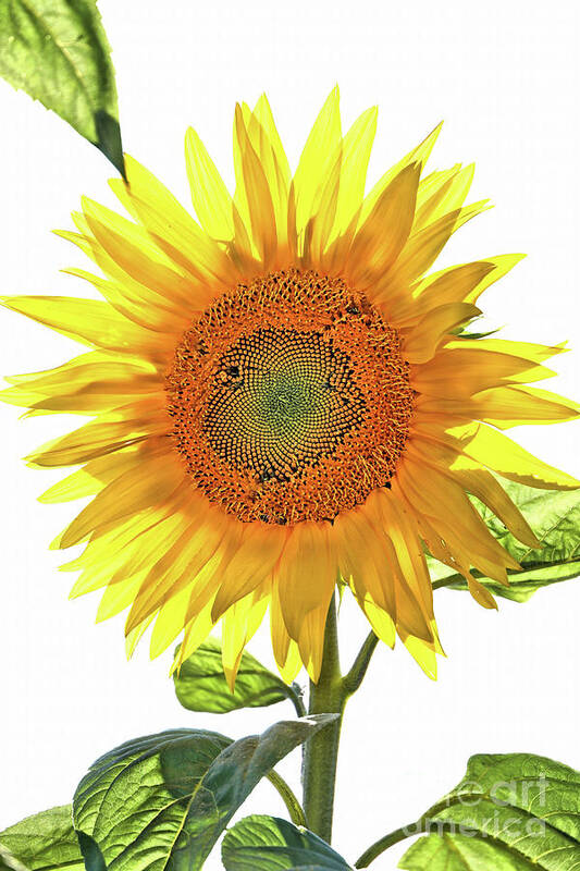 Sunflower Art Print featuring the photograph Bright Yellow Sunflower by Vivian Krug Cotton