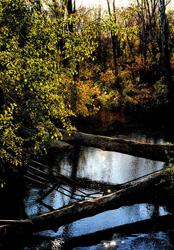 Tranquil Art Print featuring the photograph Broad Run Autumn No. 1 by Steve Ember