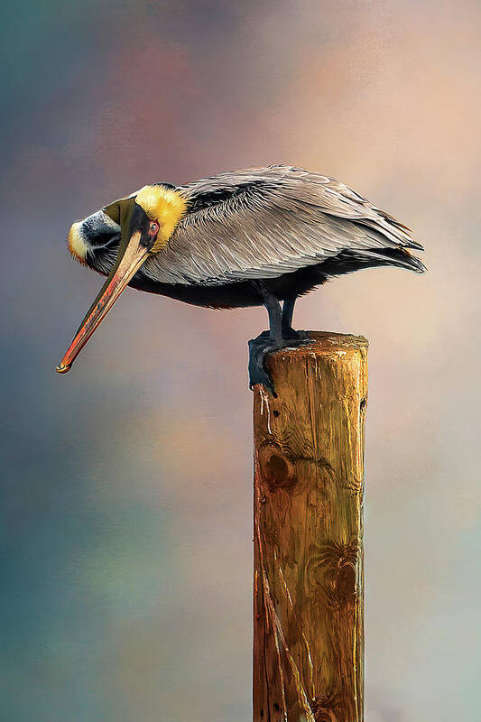 Atlantic Ocean Art Print featuring the photograph Brown Pelican by Norman Peay