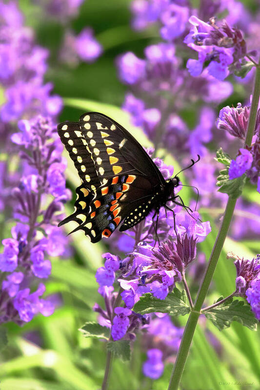 Butterfly Art Print featuring the photograph Butterfly - American Swallowtail on Kit Cat Flowers by Mike Savad