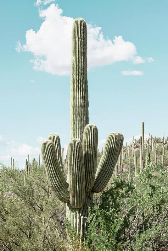 Botanic Art Print featuring the photograph Cacti Cactus Collection - Green Cactus by Philippe HUGONNARD