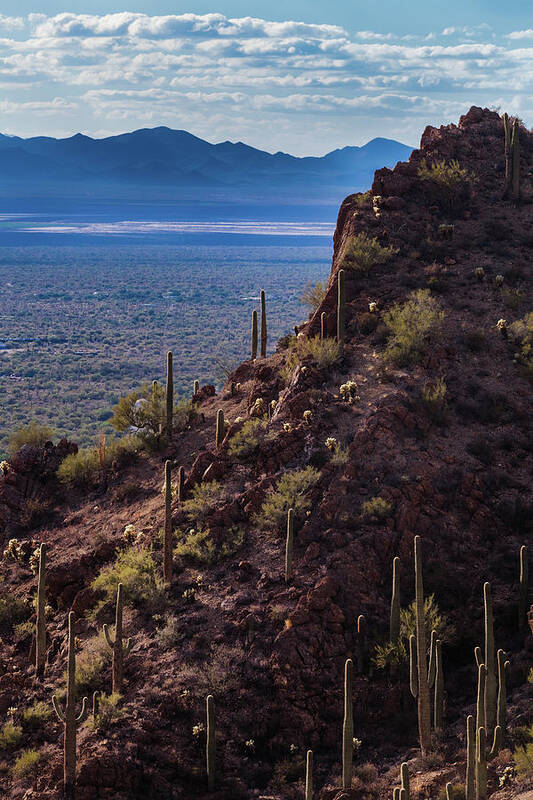 Tucson Mountain Park Art Print featuring the photograph Cacti Covered Rock at Tucson Mountains by Ed Gleichman