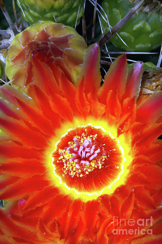 Flower Art Print featuring the photograph Cactus Flower Fire by Douglas Taylor