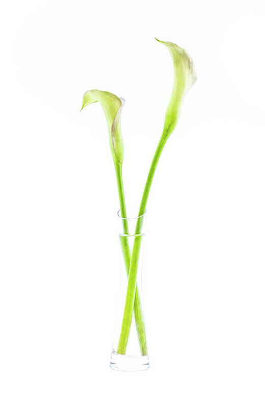 Calla Art Print featuring the photograph Calla lily in glass vase by Viktor Wallon-Hars