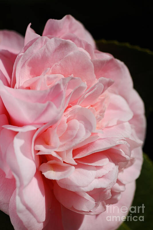 Ericales Art Print featuring the photograph Camellia Soft Petals by Joy Watson