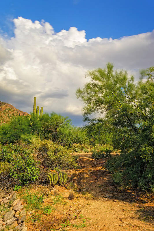 Floral Art Print featuring the photograph Caminata En Sonora 24828 by Mark Myhaver