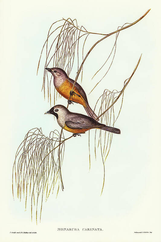 Carinated Flycatcher Art Print featuring the drawing Carinated Flycatcher, Monarcha carinata by John Gould